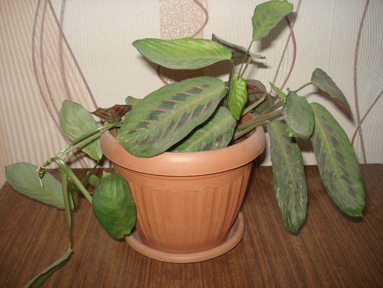 Что за растения? Заранее спасибо!