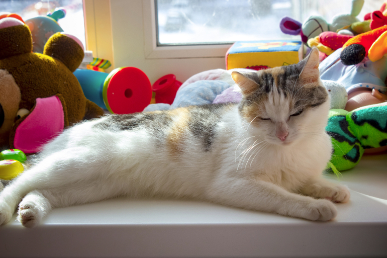 Мои рыжики и солнышко)