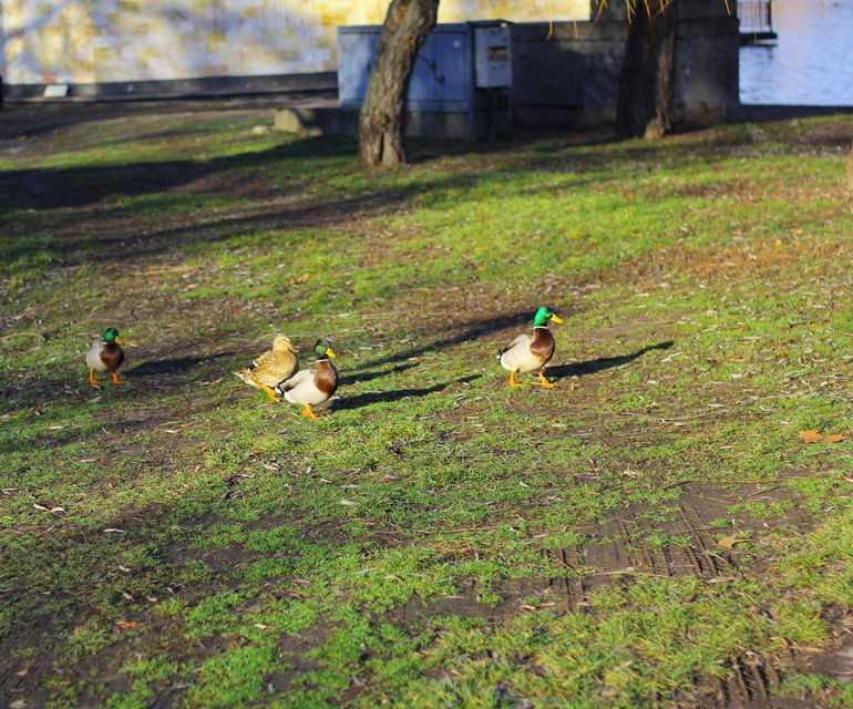 Птички Будапешта)
