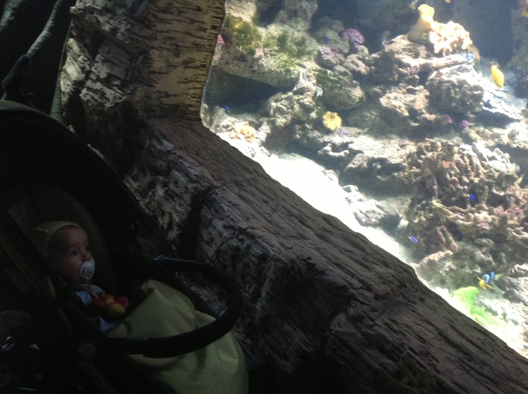 Океанариум в ТЦ Рио на Дмитровке