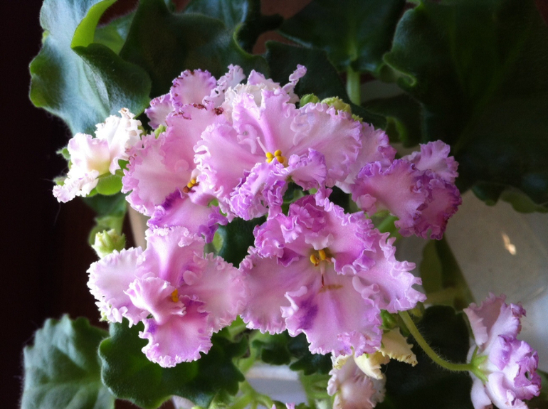 Начали цвести.