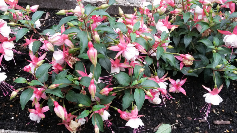 Для хорошего настроения:)