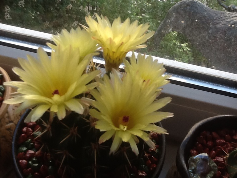 Один зацвел!:)