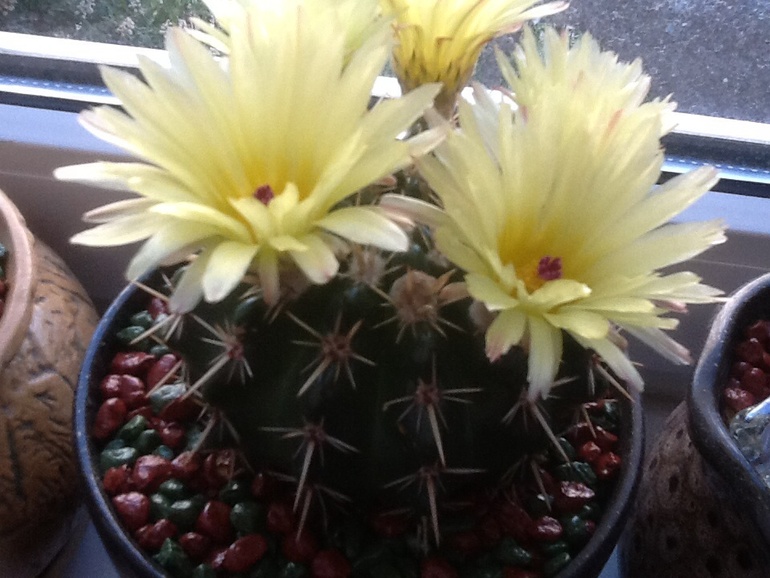 Один зацвел!:)