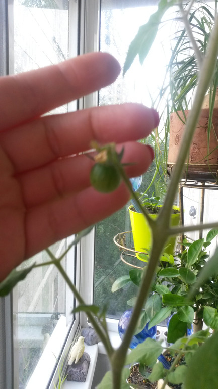 Опять я со своими помидорами))))