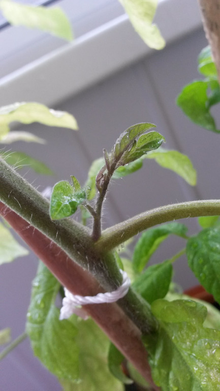 Опять я со своими помидорами))))