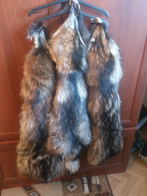 обменяю енота