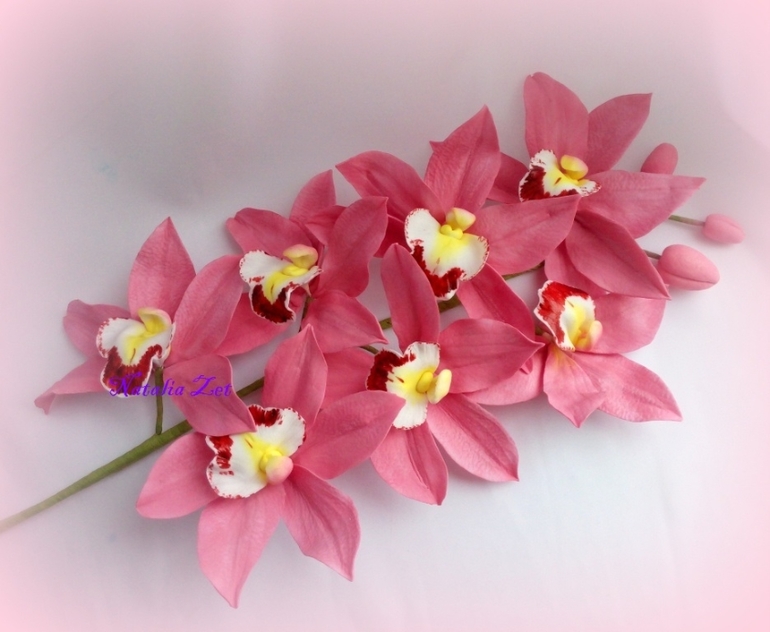 Орхидея Цимбидиум