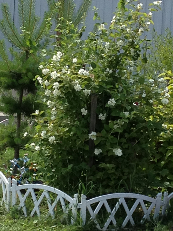 Наша дача ч.1