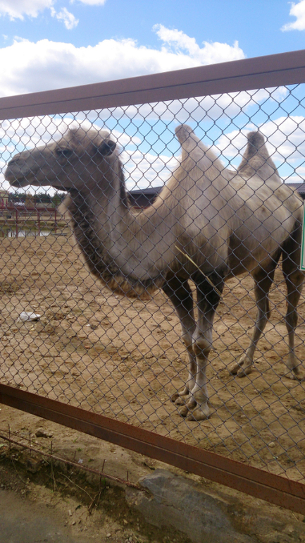 Поездка в Экзотик-парк