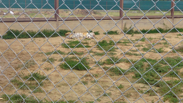 Поездка в Экзотик-парк