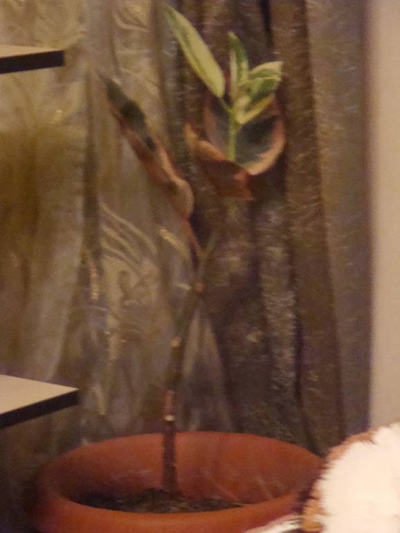 Заберите пожалуйста цветочки!!!!!Не все фотки еще есть большие!!!!!