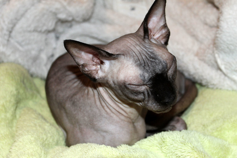 Кастрация кошки.