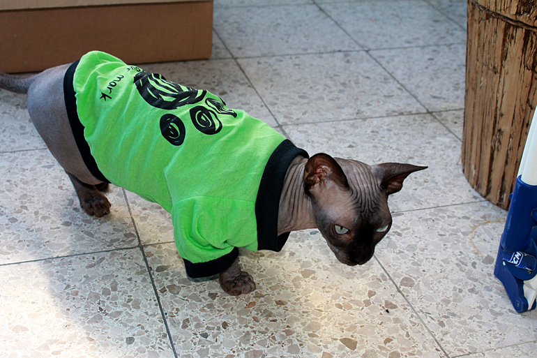 Одежда для сфинкса.