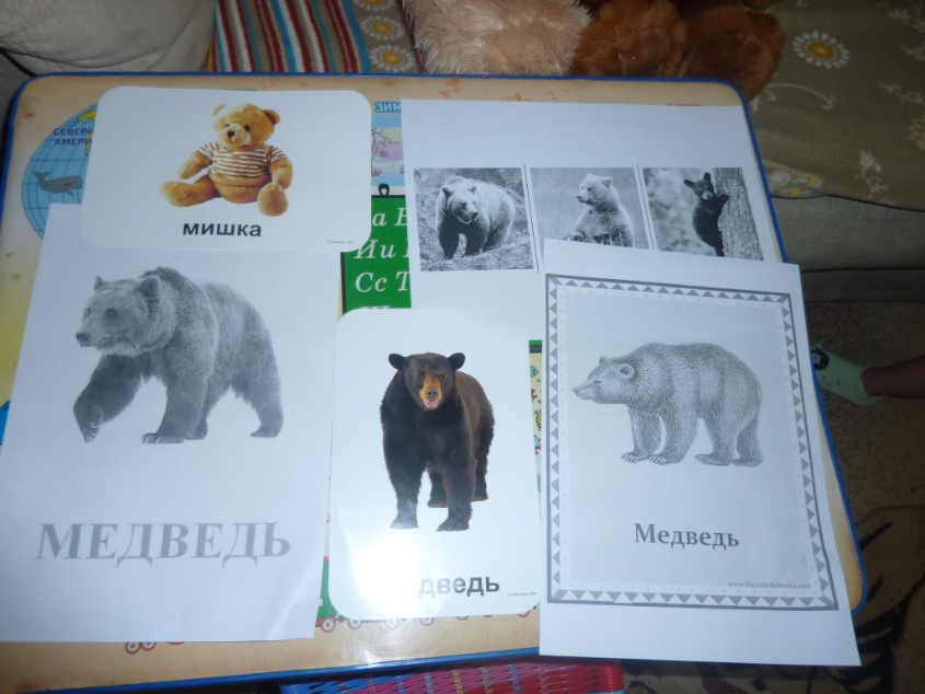 ТН "Лесные звери" . День 2-Медведь.