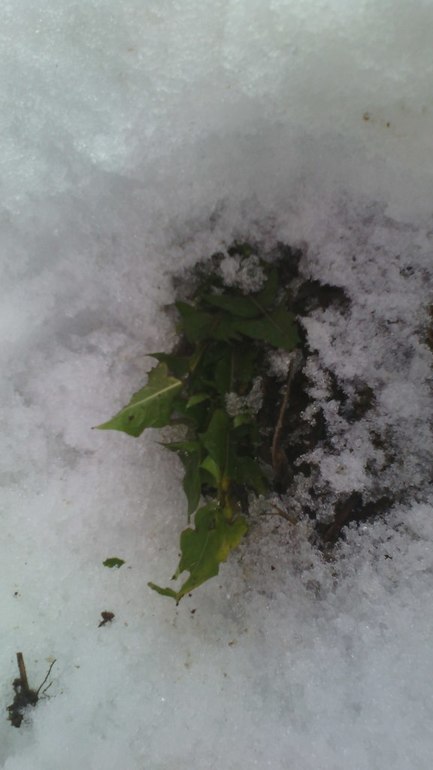 весенняя прогулка в январе)))