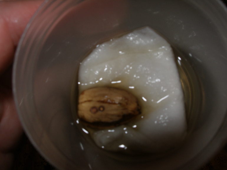 ТН " Деревья". Дни 3,4,5.