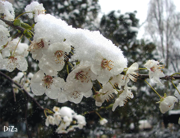 с весной вас