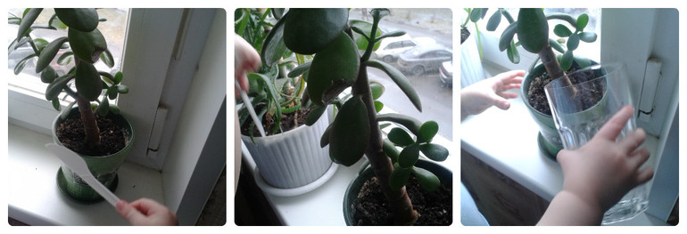 ТН Овощи - День 1