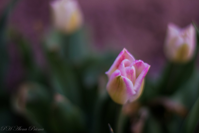 пора и мне принять порцию тапок...