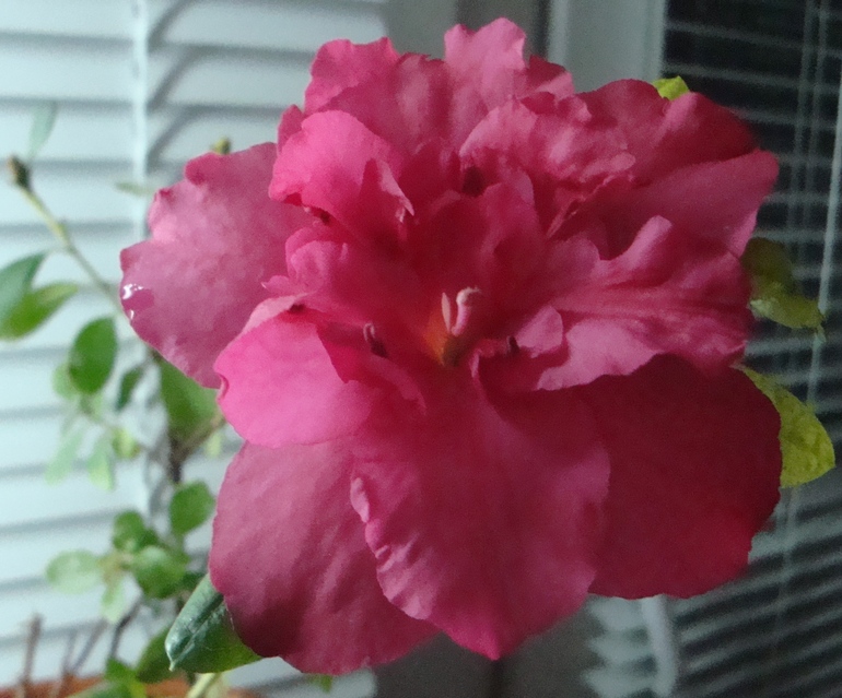 Азалия-как лучше быть?