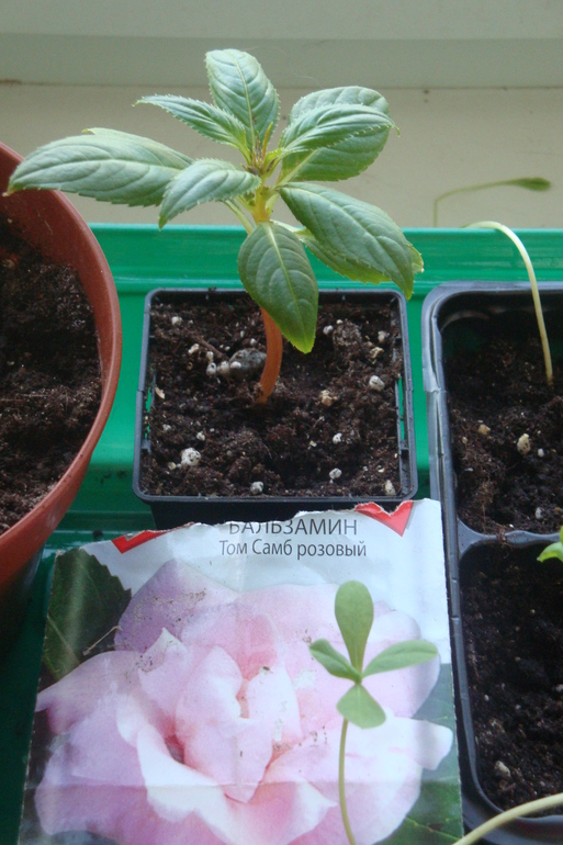 Почему погиб?