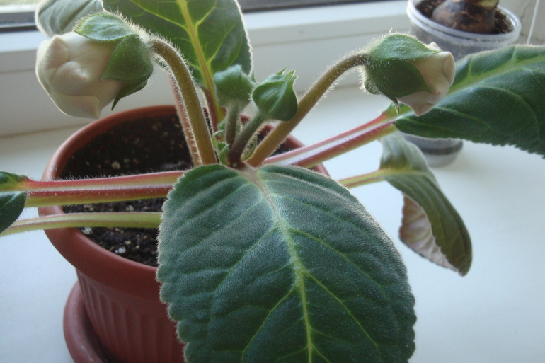 Что с гиппиком?