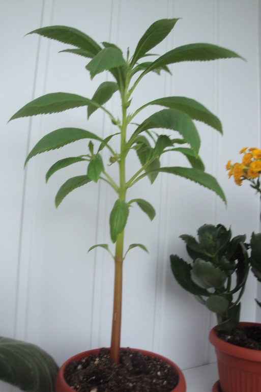 Почему погиб?