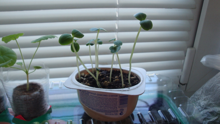 Почему погиб?