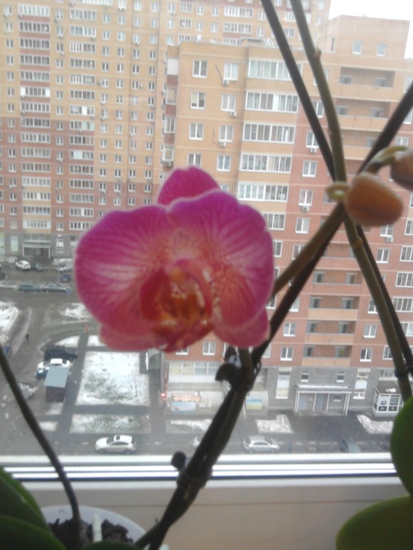 Орихидейка