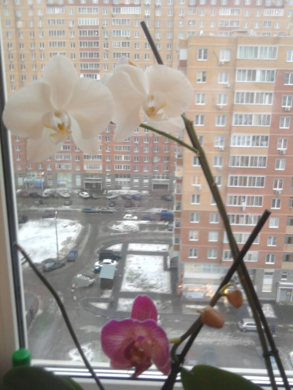 Орихидейка