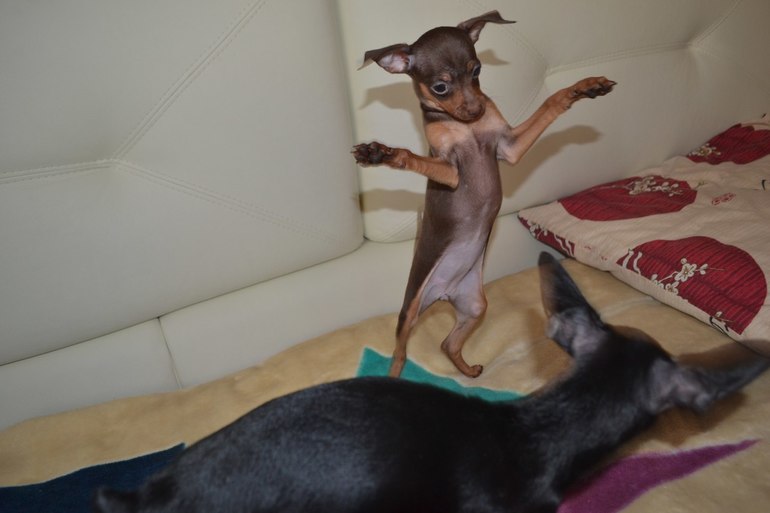 Мои тойчики :)