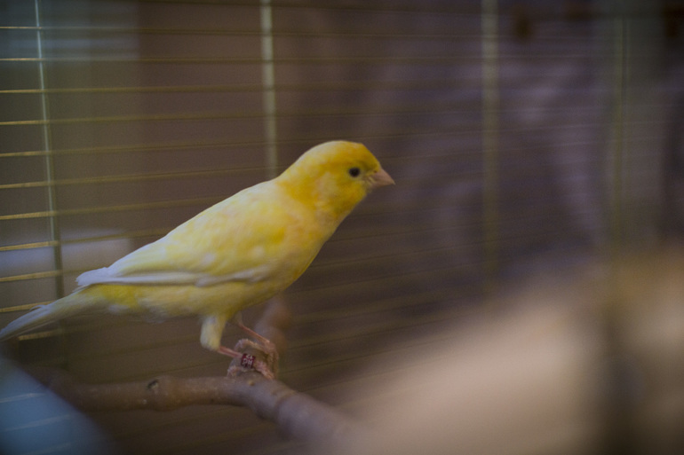 Теперь у меня есть кенар)