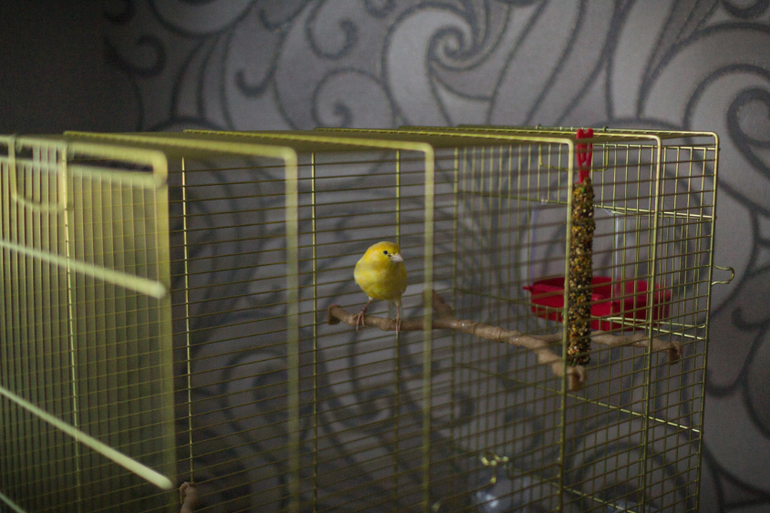 Теперь у меня есть кенар)