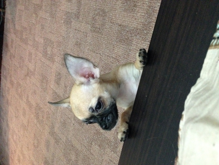 Продается малышка чихуахуа 4 месяца