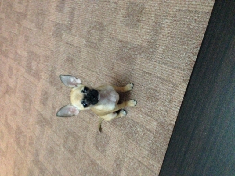 Продается малышка чихуахуа 4 месяца