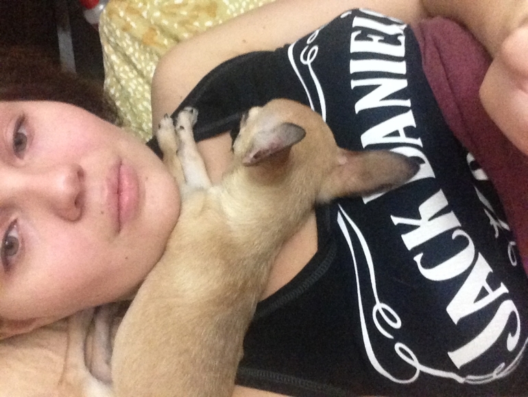 Продается малышка чихуахуа 4 месяца