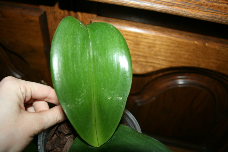 SOS! Помогите спасти орхидейку!