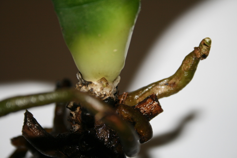 SOS! Помогите спасти орхидейку!