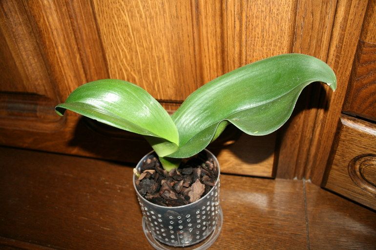 SOS! Помогите спасти орхидейку!