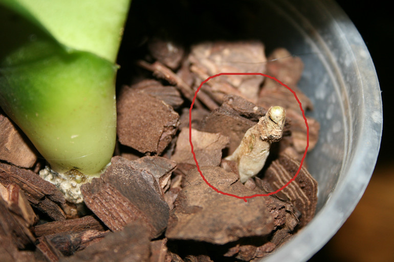 SOS! Помогите спасти орхидейку!