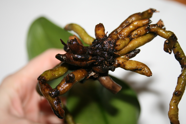 SOS! Помогите спасти орхидейку!