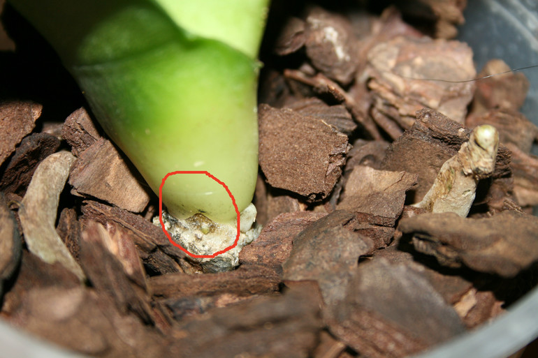 SOS! Помогите спасти орхидейку!