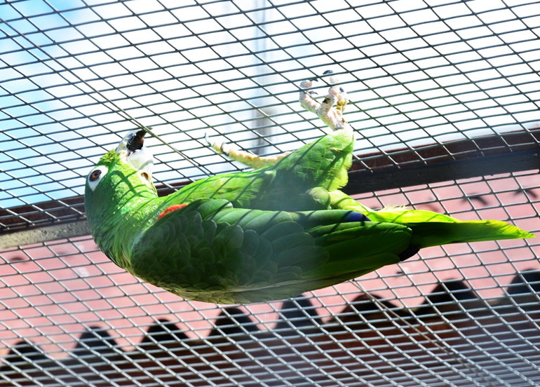 ВОРОБЬИный день :)