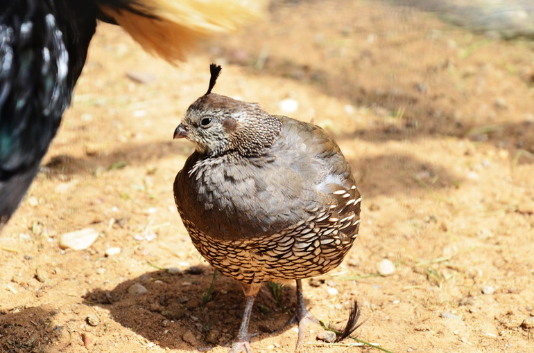ВОРОБЬИный день :)
