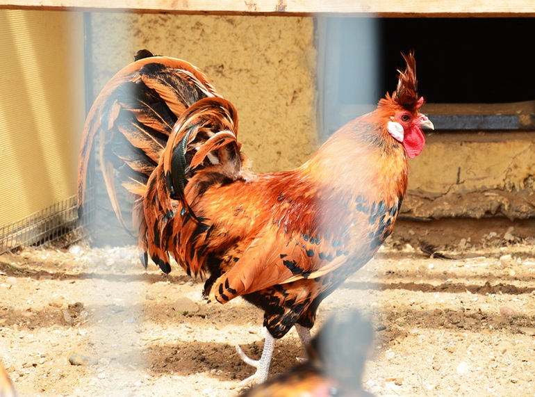 ВОРОБЬИный день :)