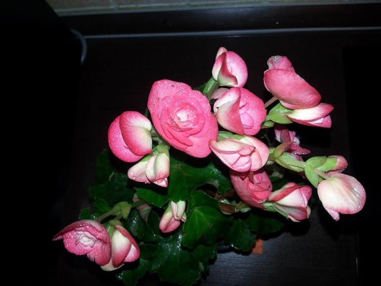 Красавица Бегония