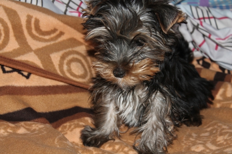 У нас появился еще один сынок...