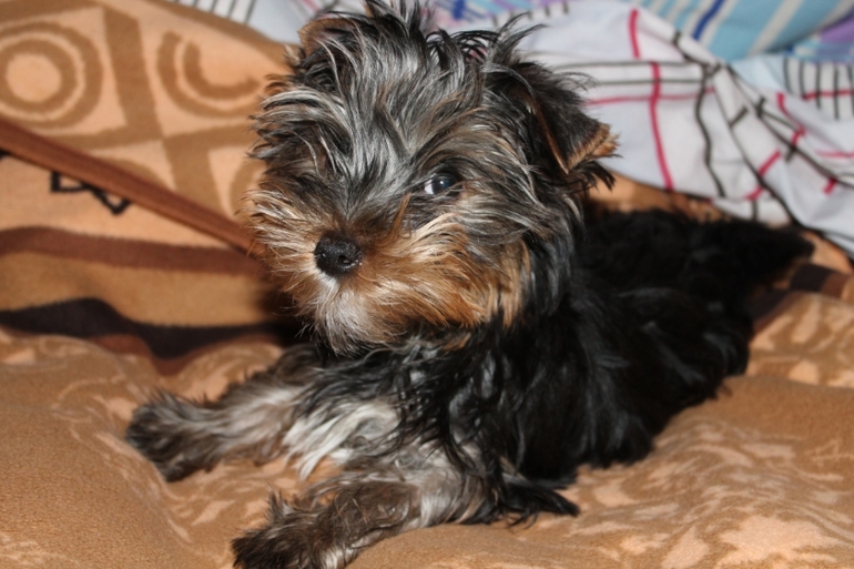 Наш зефирка