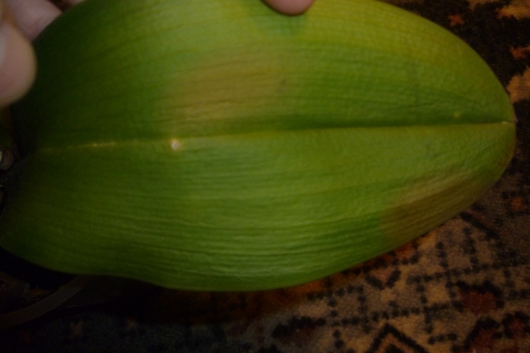 Ожог листьев у орхидеи